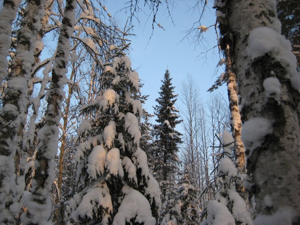 Зимний лес КОМИ