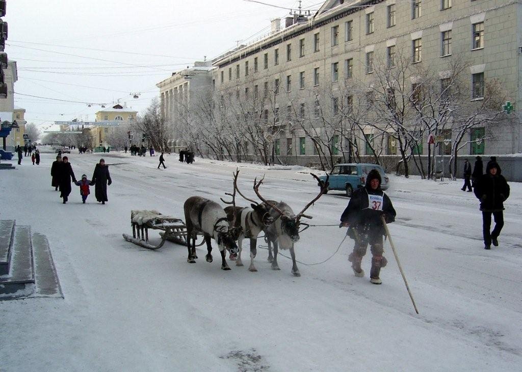 Олени в городе
