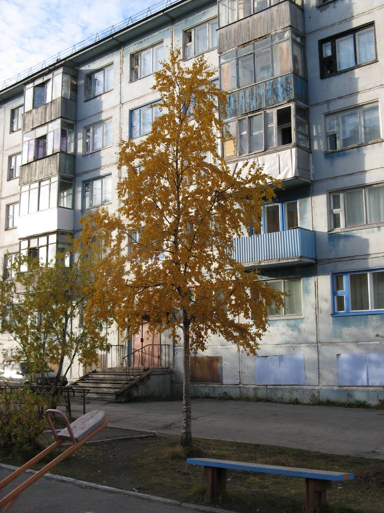 Берёза во дворе на Ленинградской