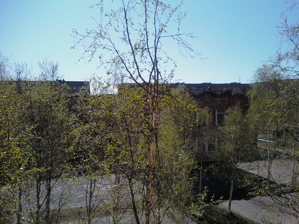Молодые листья