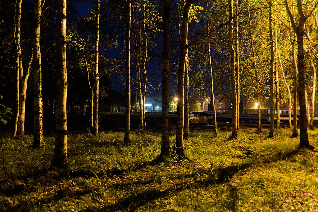 Night Trees