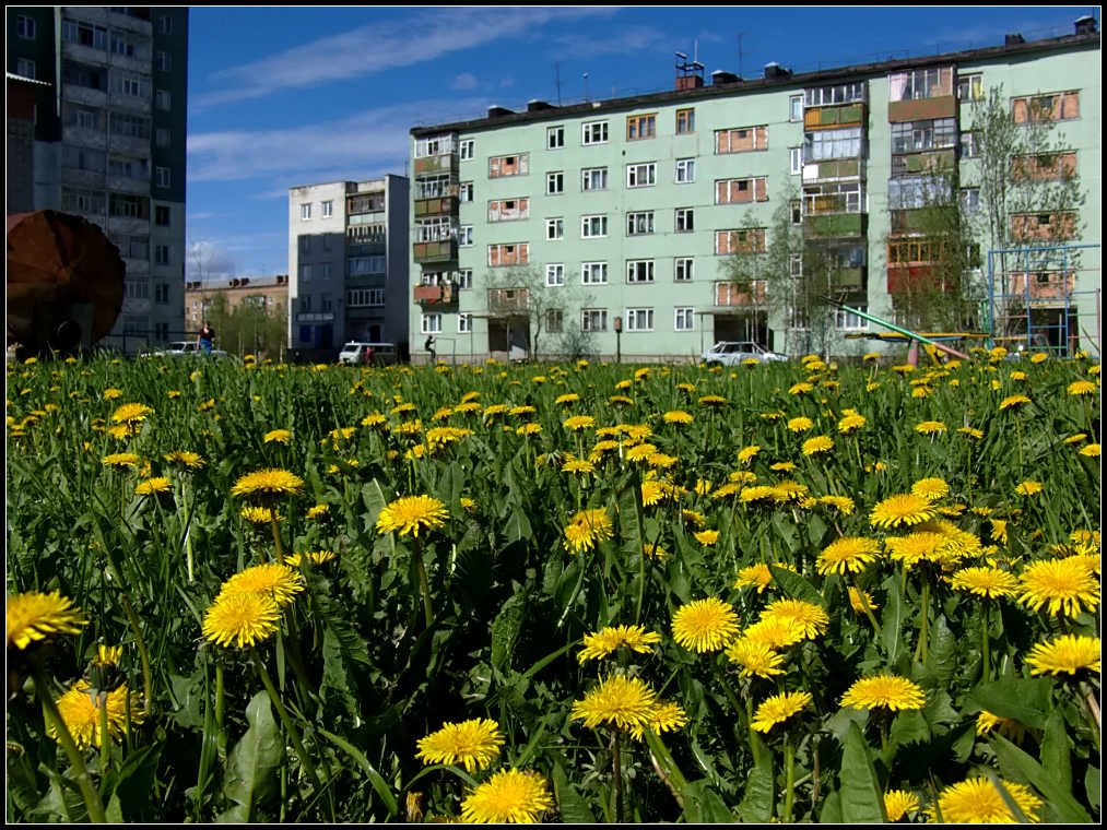 Лето пришло. Ленина 21/1. 2007г.