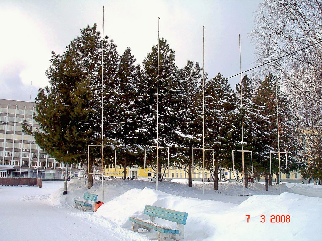 Кедры