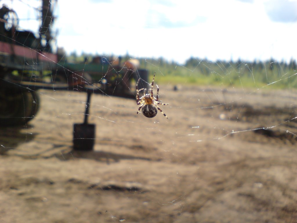 Spyder