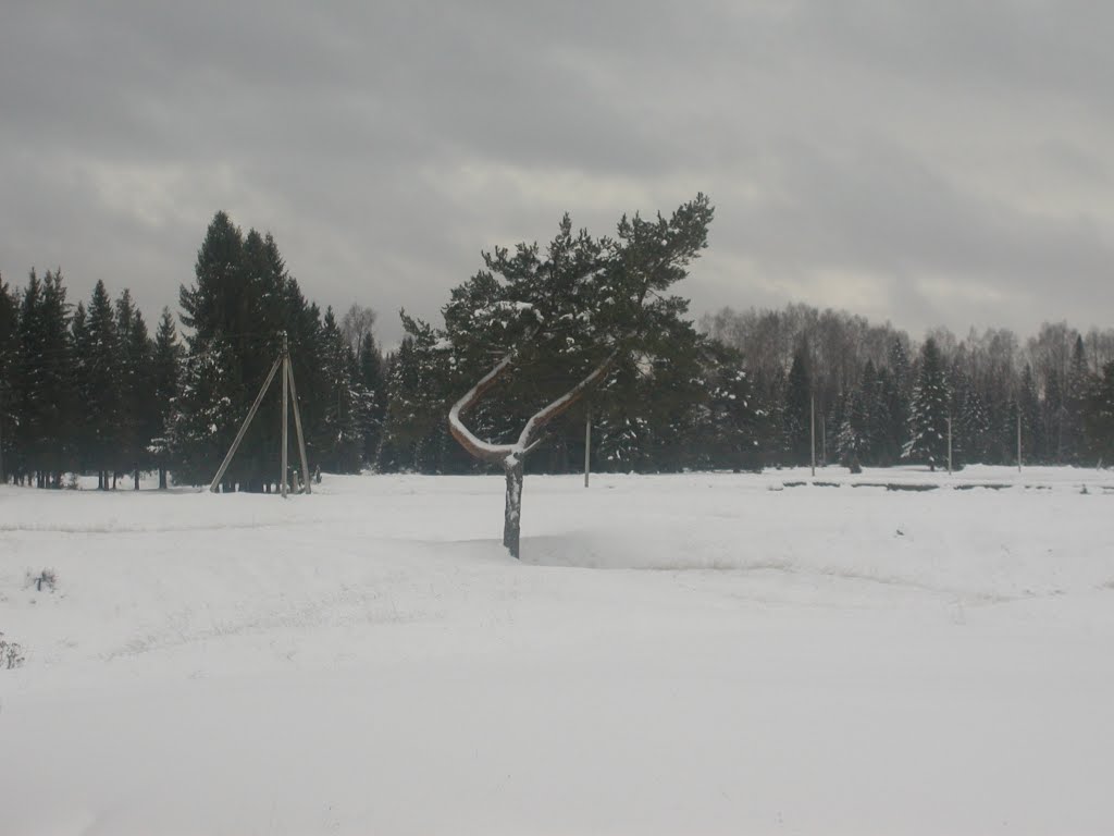 кривая сосна, зима