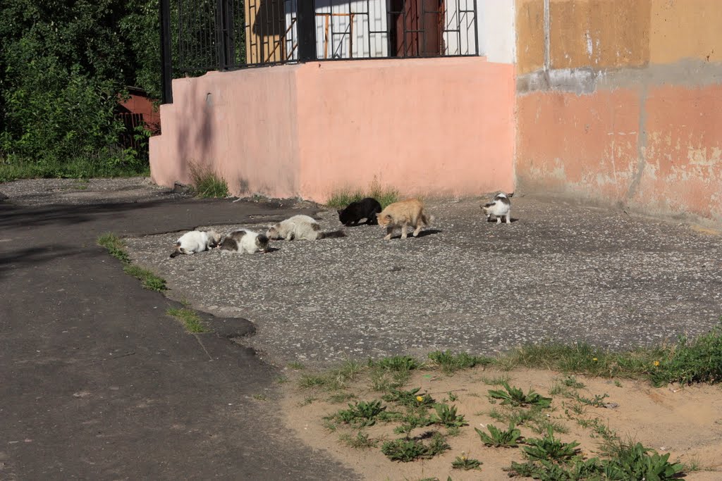 Кошаки