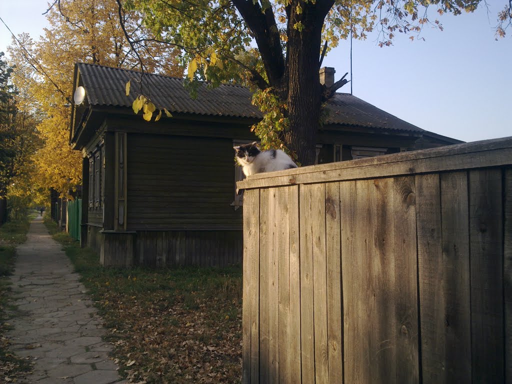 Кот на заборе сентябрь