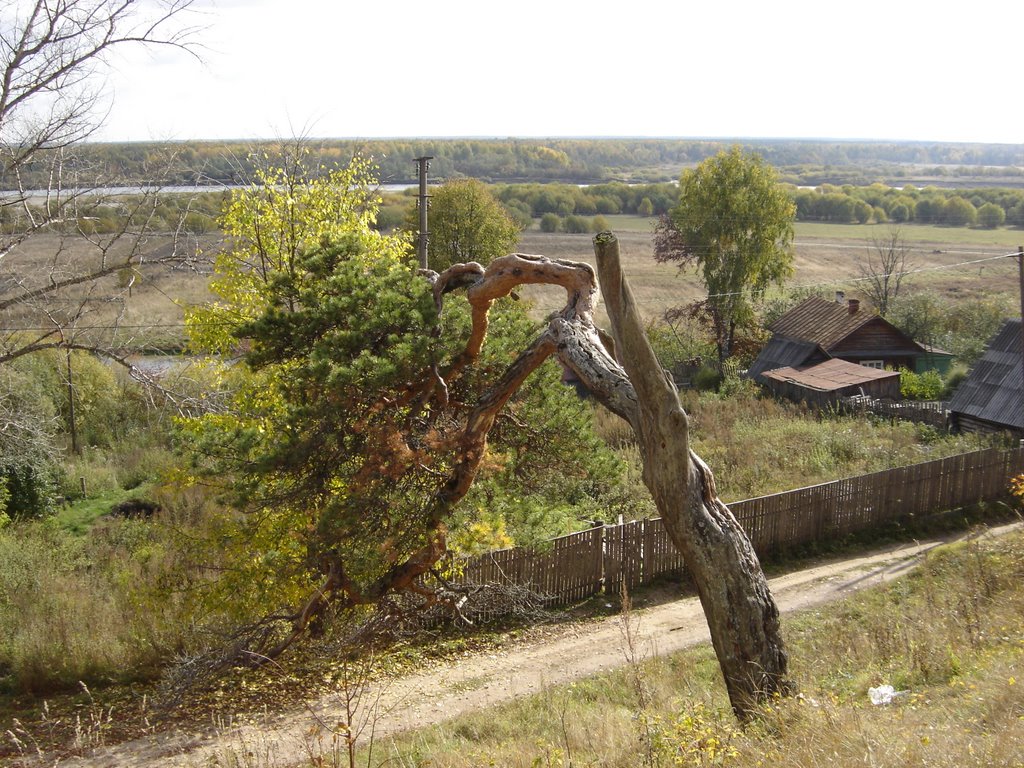 сосна