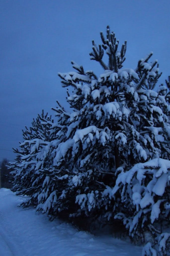 Снежные шапки. Pines with the blanket of snow