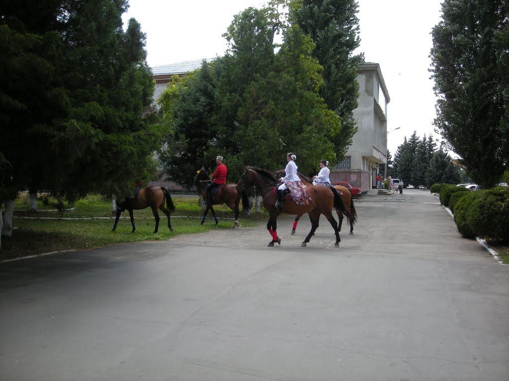 Казаки