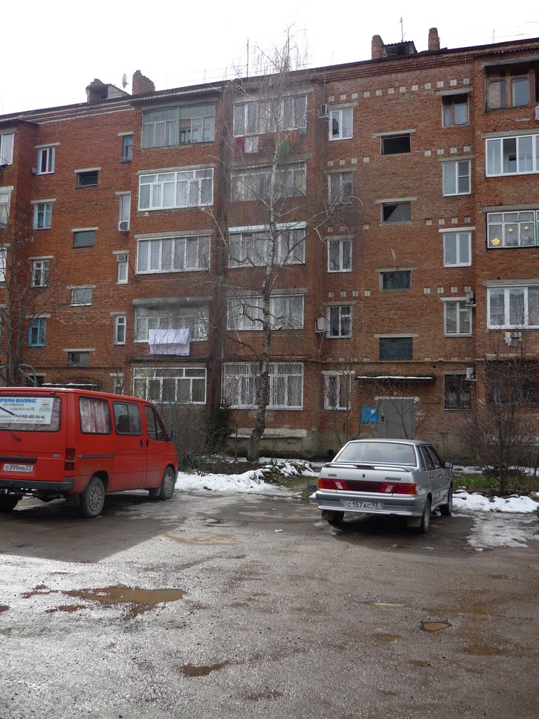 Береза посаженная мной весной 1984года.