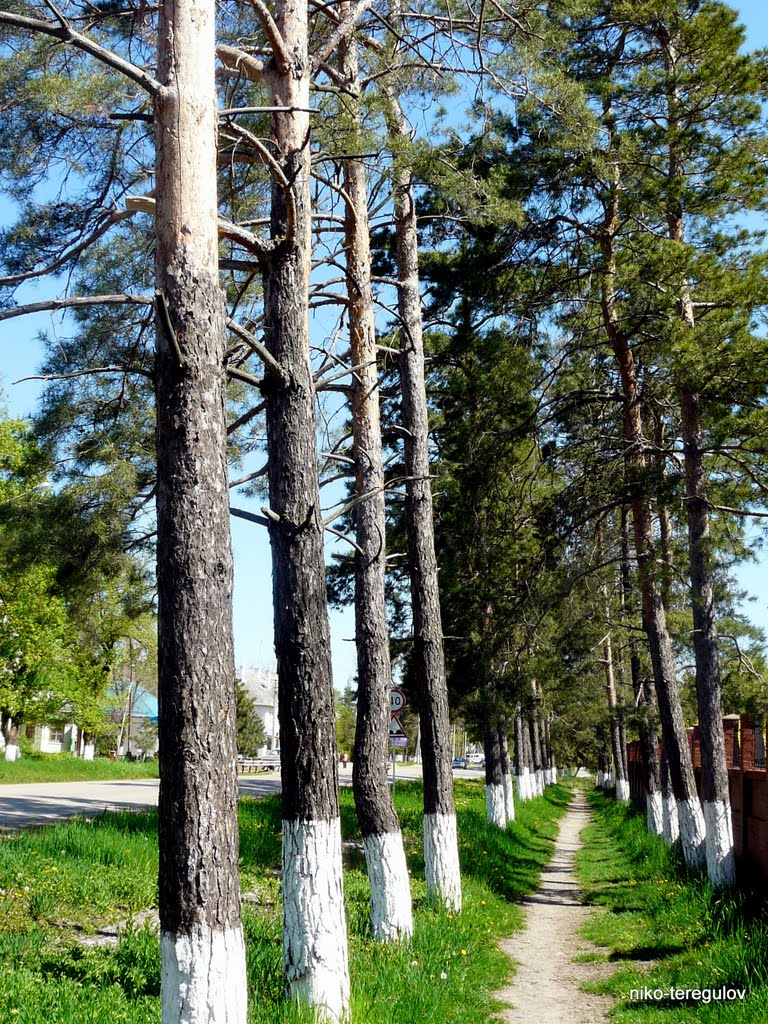 Аллея вдоль стадиона