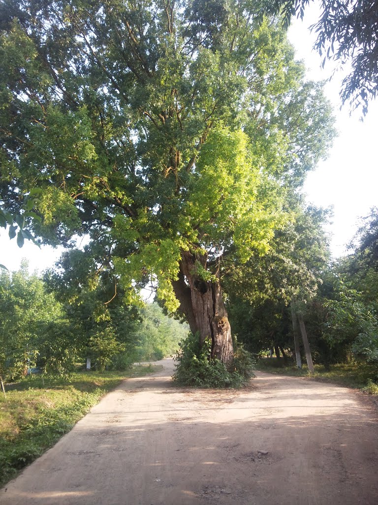 Дуб на ул. Димитрова пос. Ахтырский