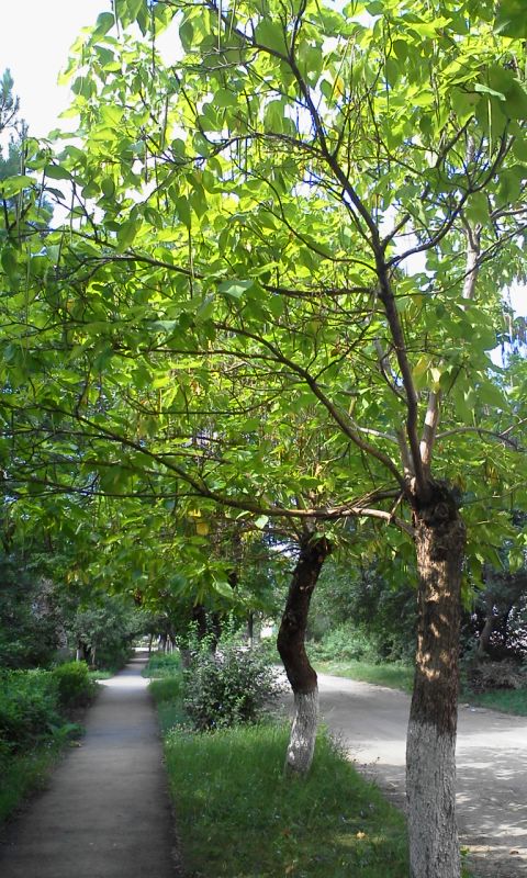 Ostrovskovo st. The catalpas. July 2013. / Деревья катальпы на улице Островского. Июль 2013.