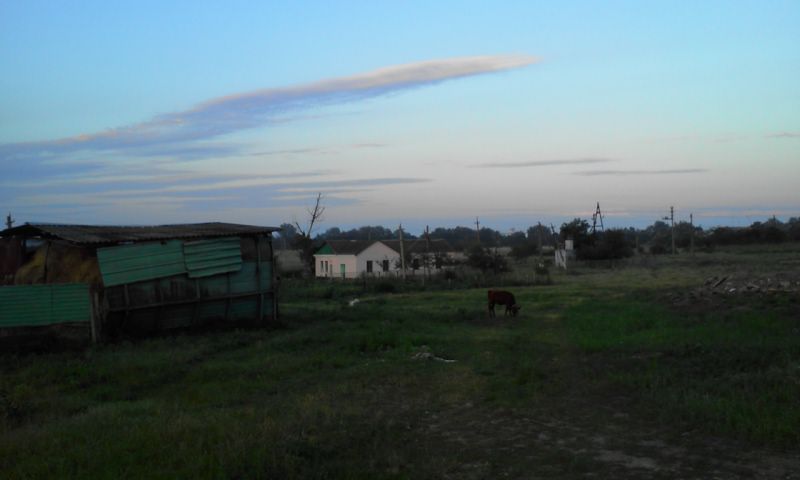 The baby cow on the field. July 2013. / Телёнок, пасущийся на поляне. Июль 2013.