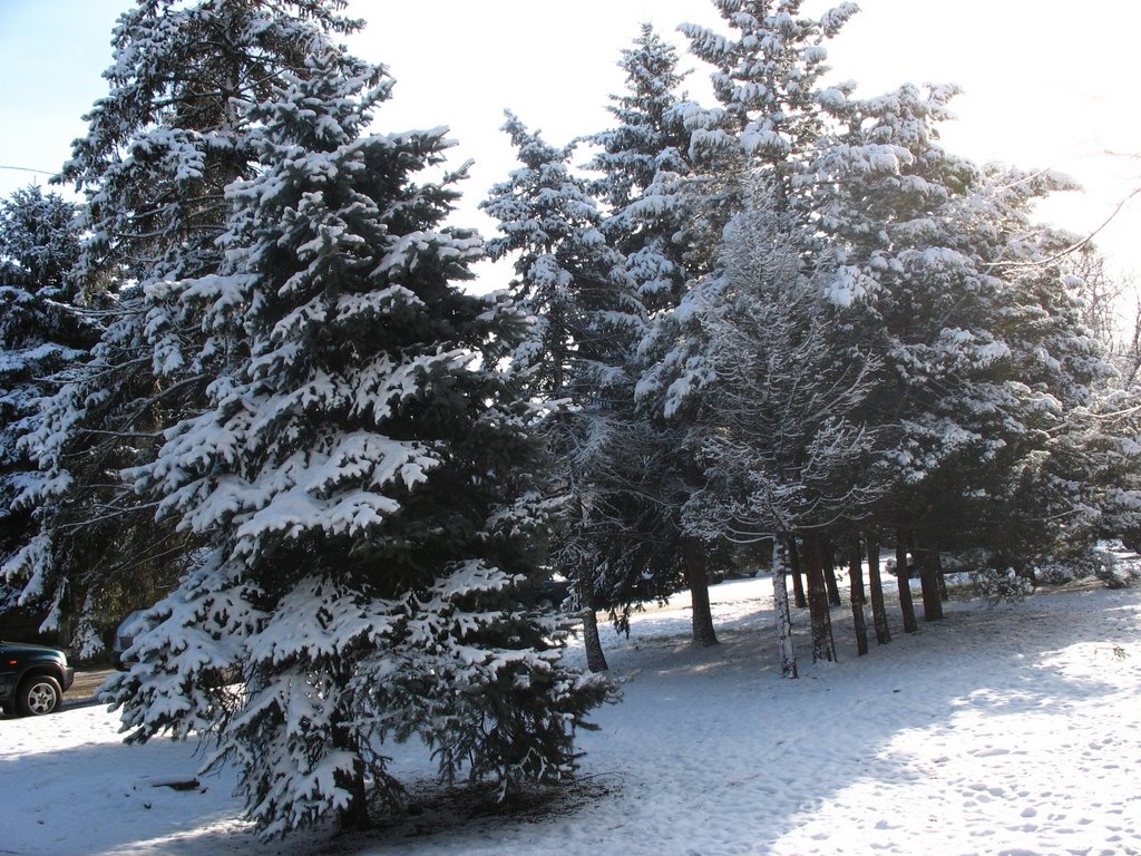 Ели возле Администрации, 29.01.2007.