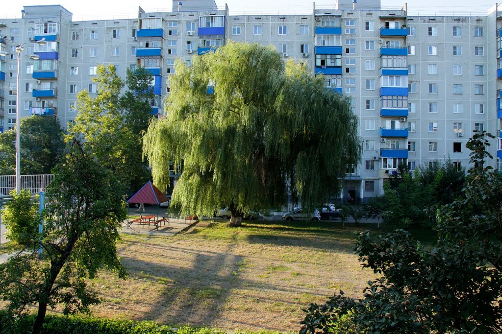 Плакучая ива.