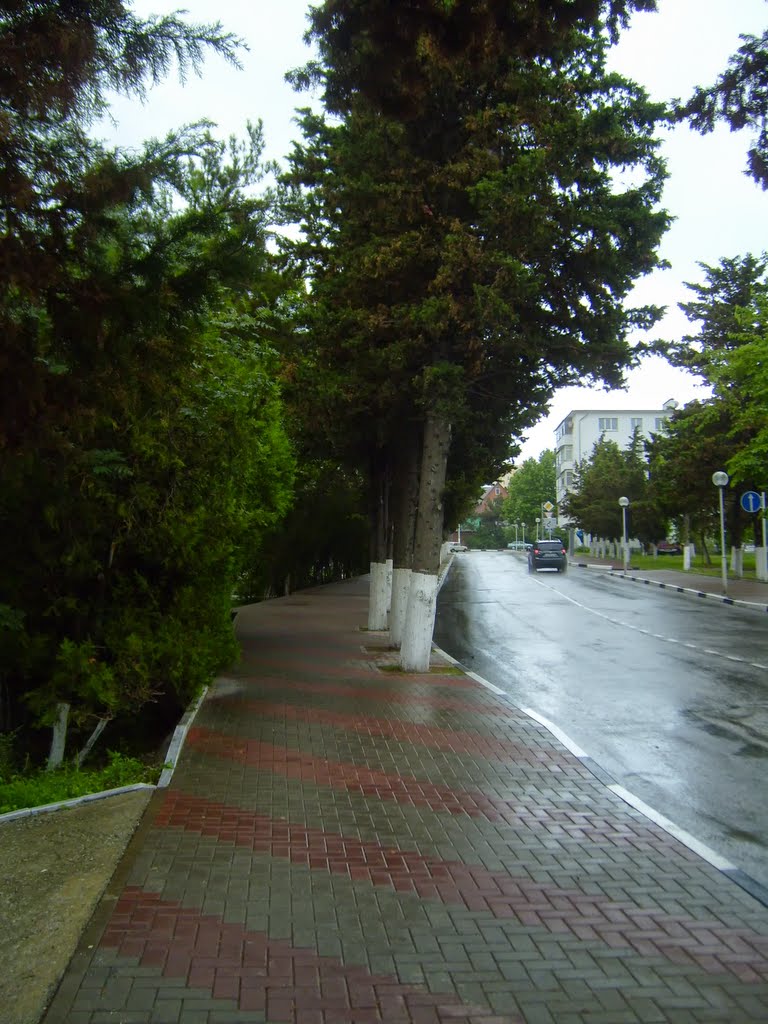 Городские ели
