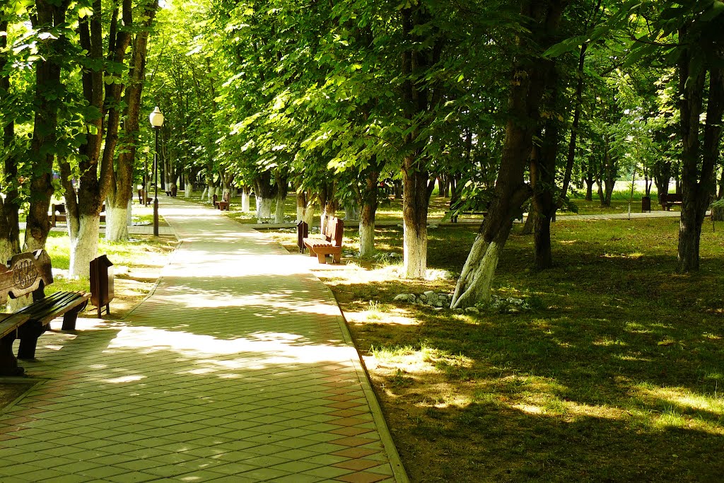 Аллея в Городском парке