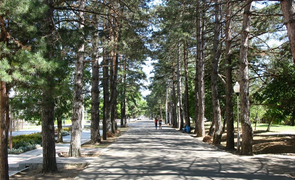 A pine valley