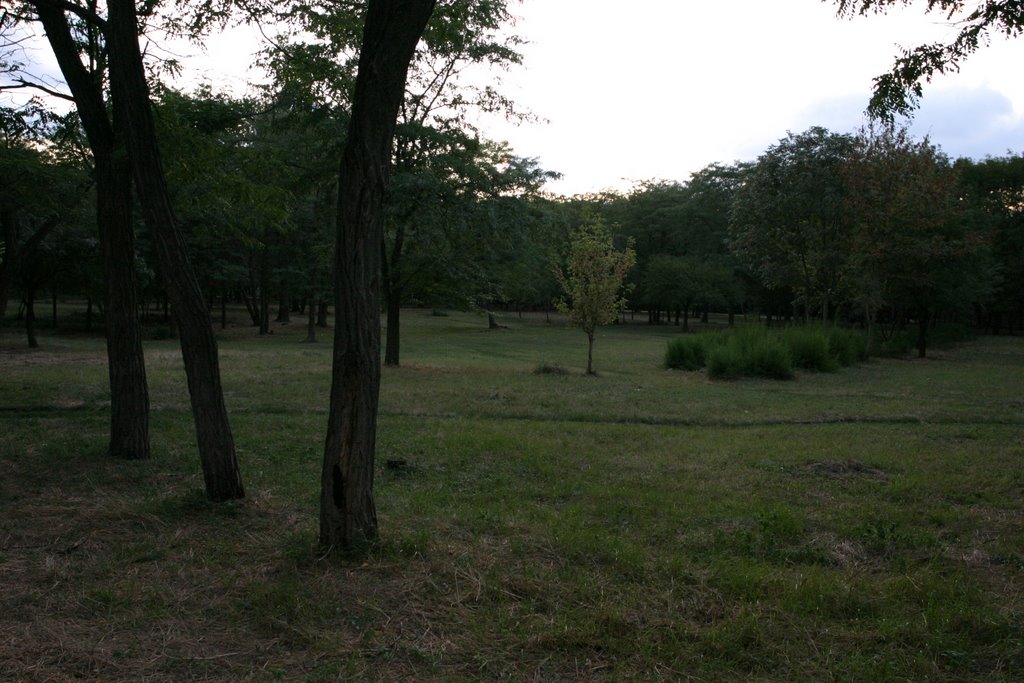 View West Through Field
