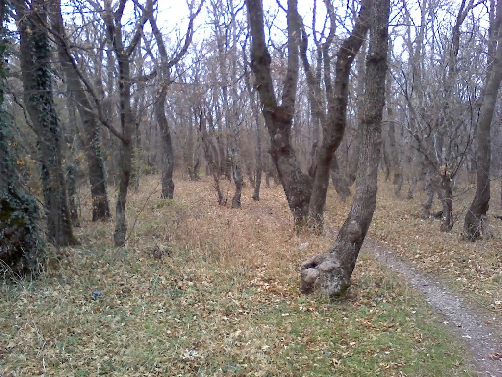Лес / The forest in Kabardinka