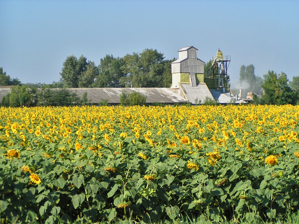 Кубанский пейзаж с подсолнухами. - Kuban sunflowers.