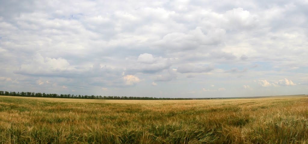 Поле с озимой у хутора Любимов. 2011 год.