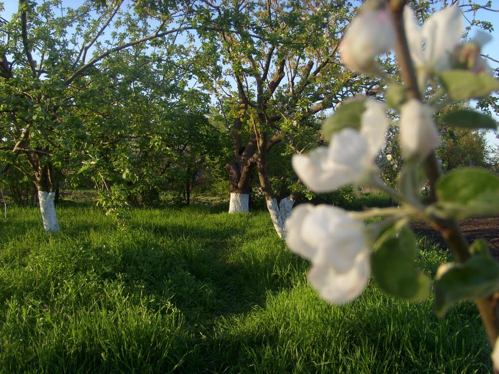 сад