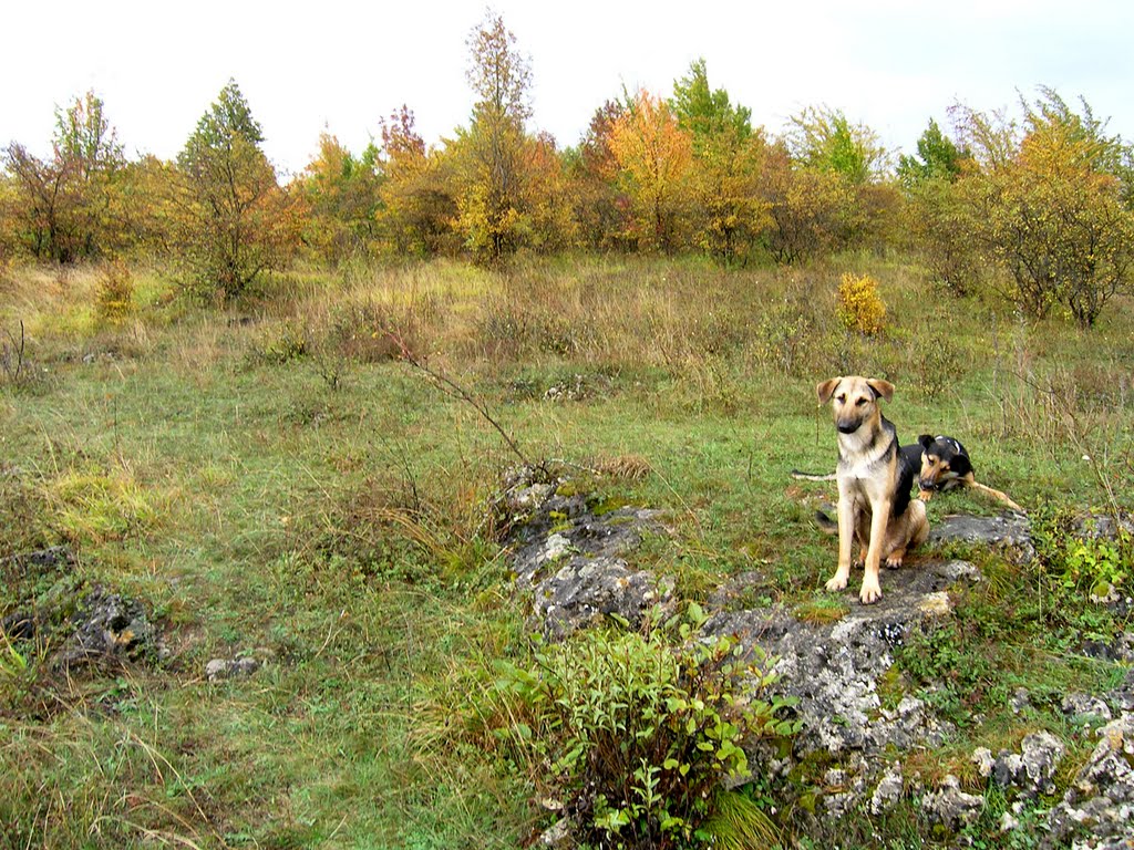 Походные собачки (dogs)