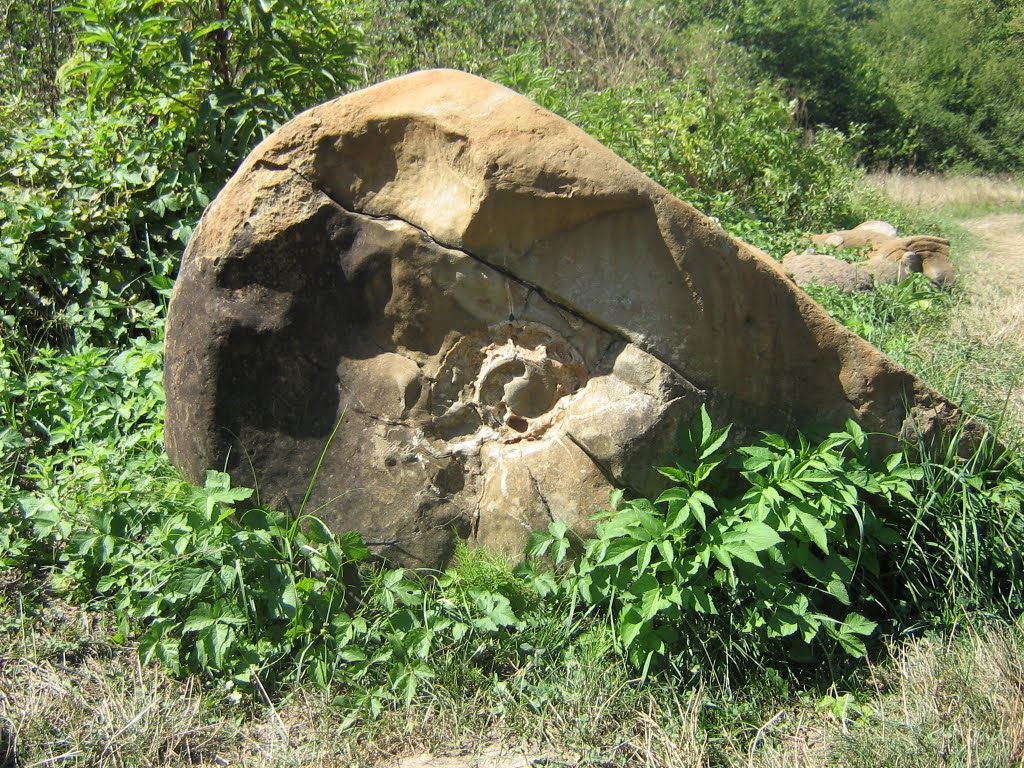 Амонит