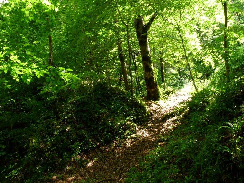 Зелень леса.