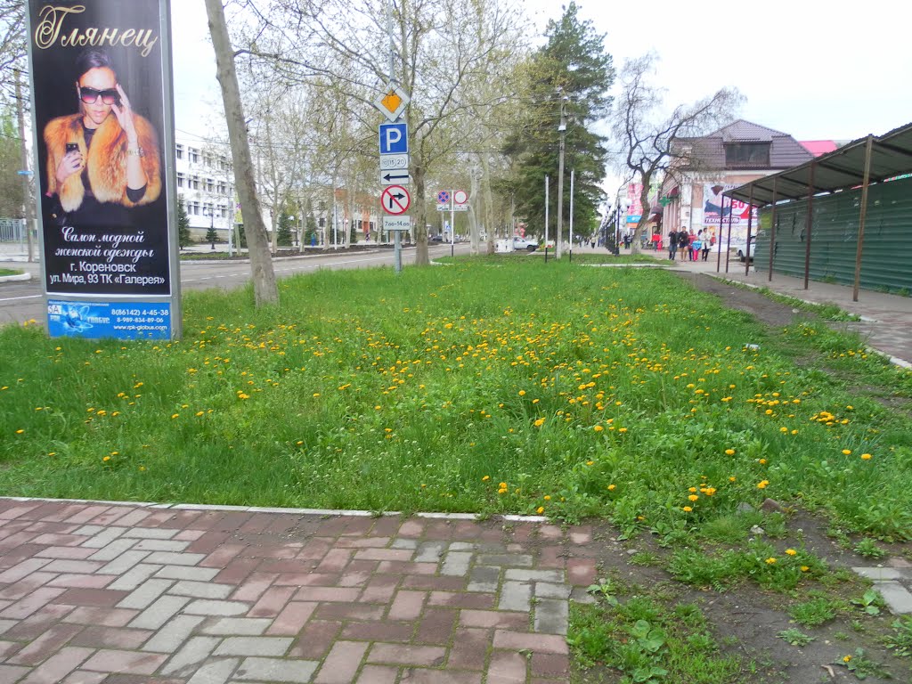 Одуванчики в центре города