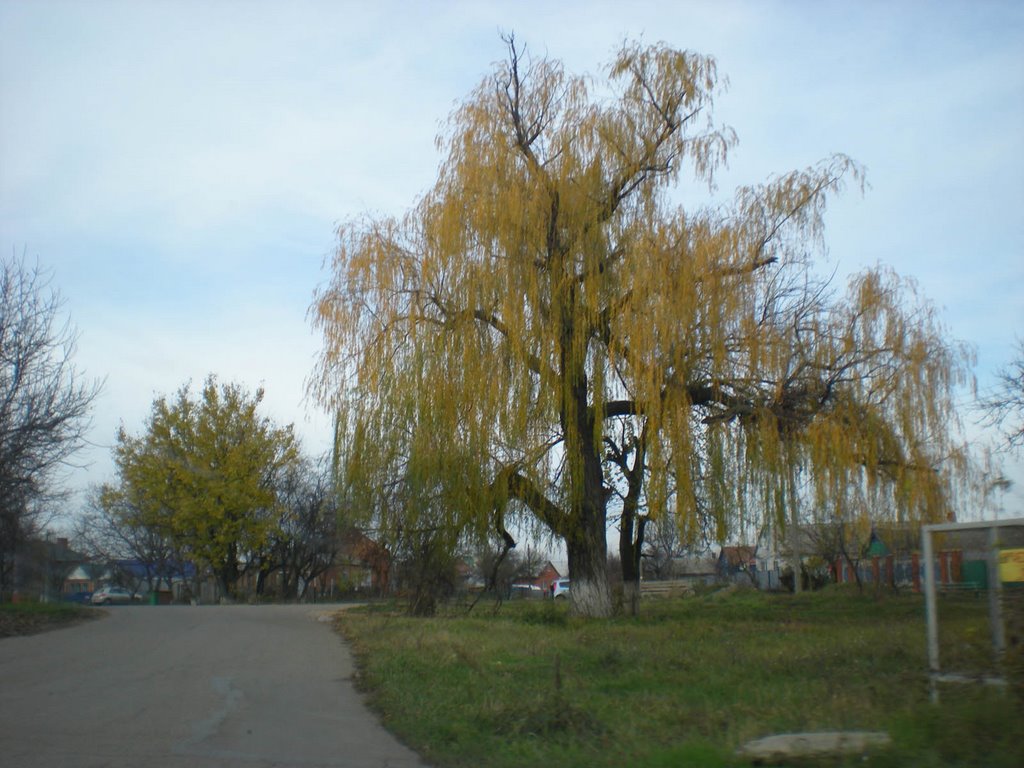 Старая ива
