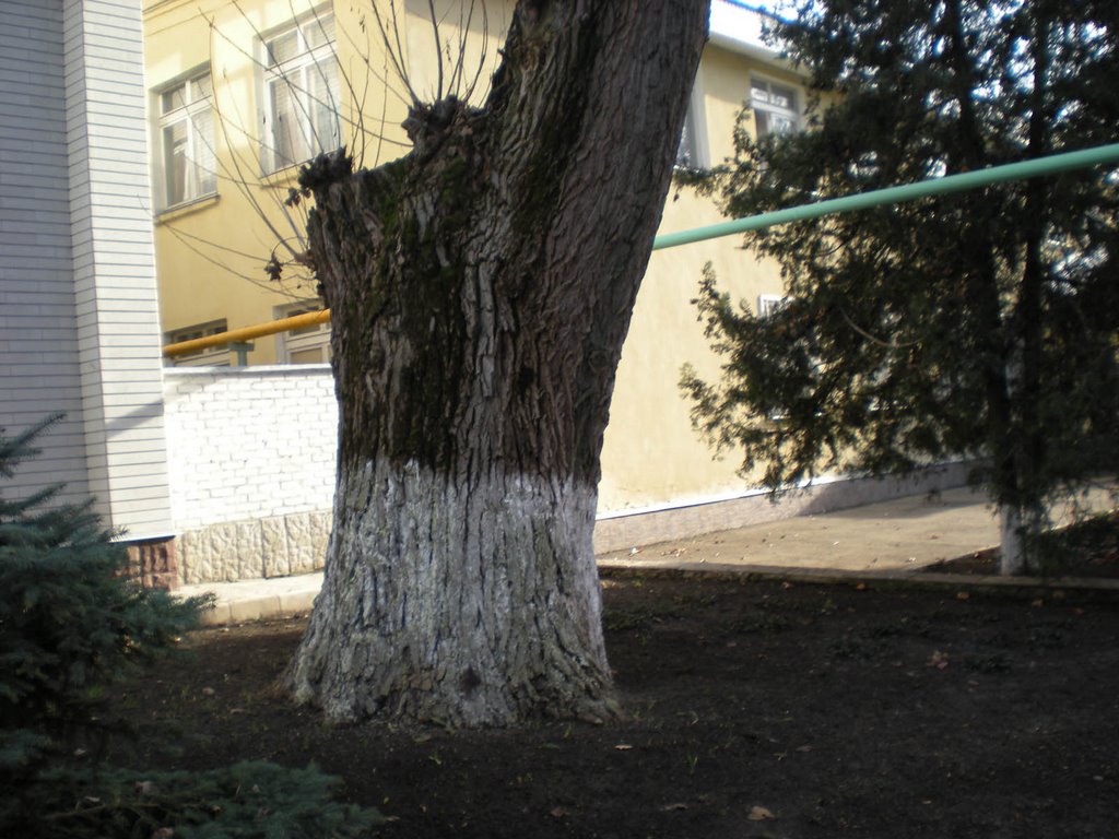 тополь
