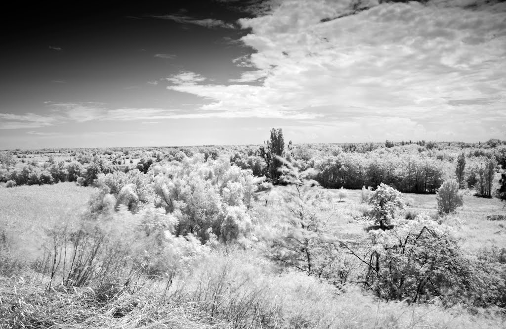 (IR)
