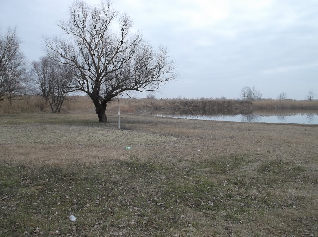 Kuban river and a lonely tree