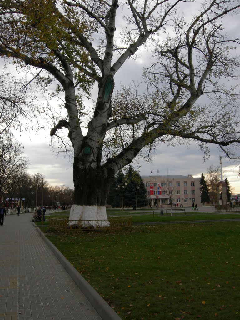 тополь(hol)