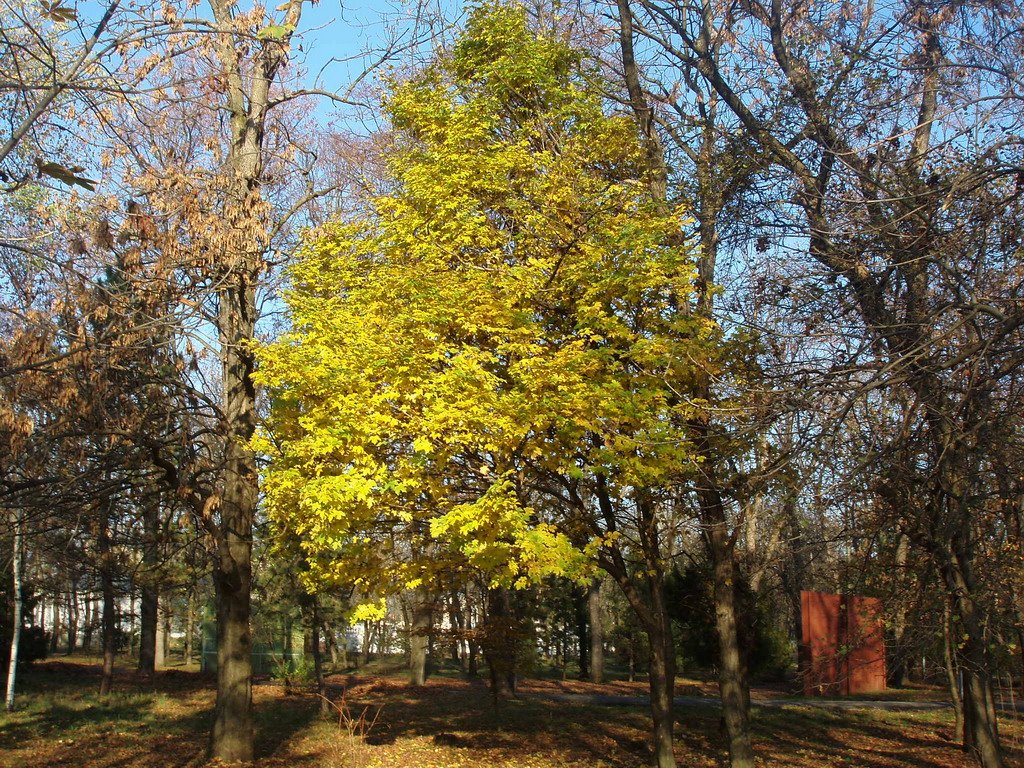 Осень в майкопском парке Autumn in Maykops park
