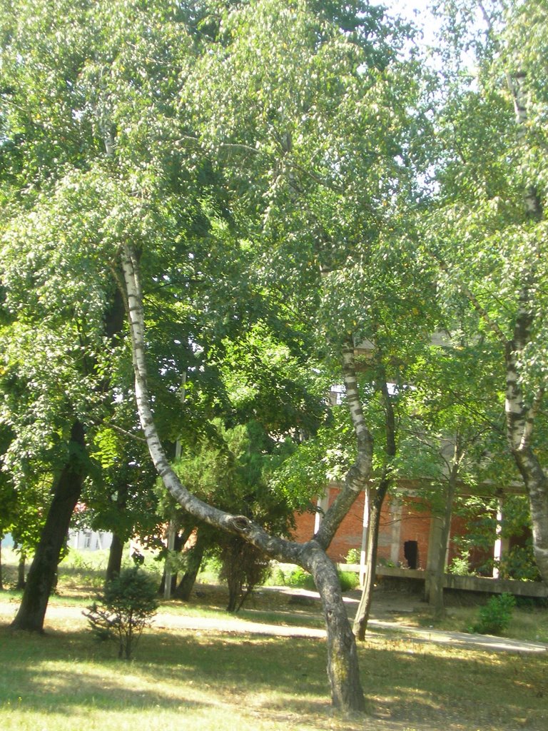 Strange Birch