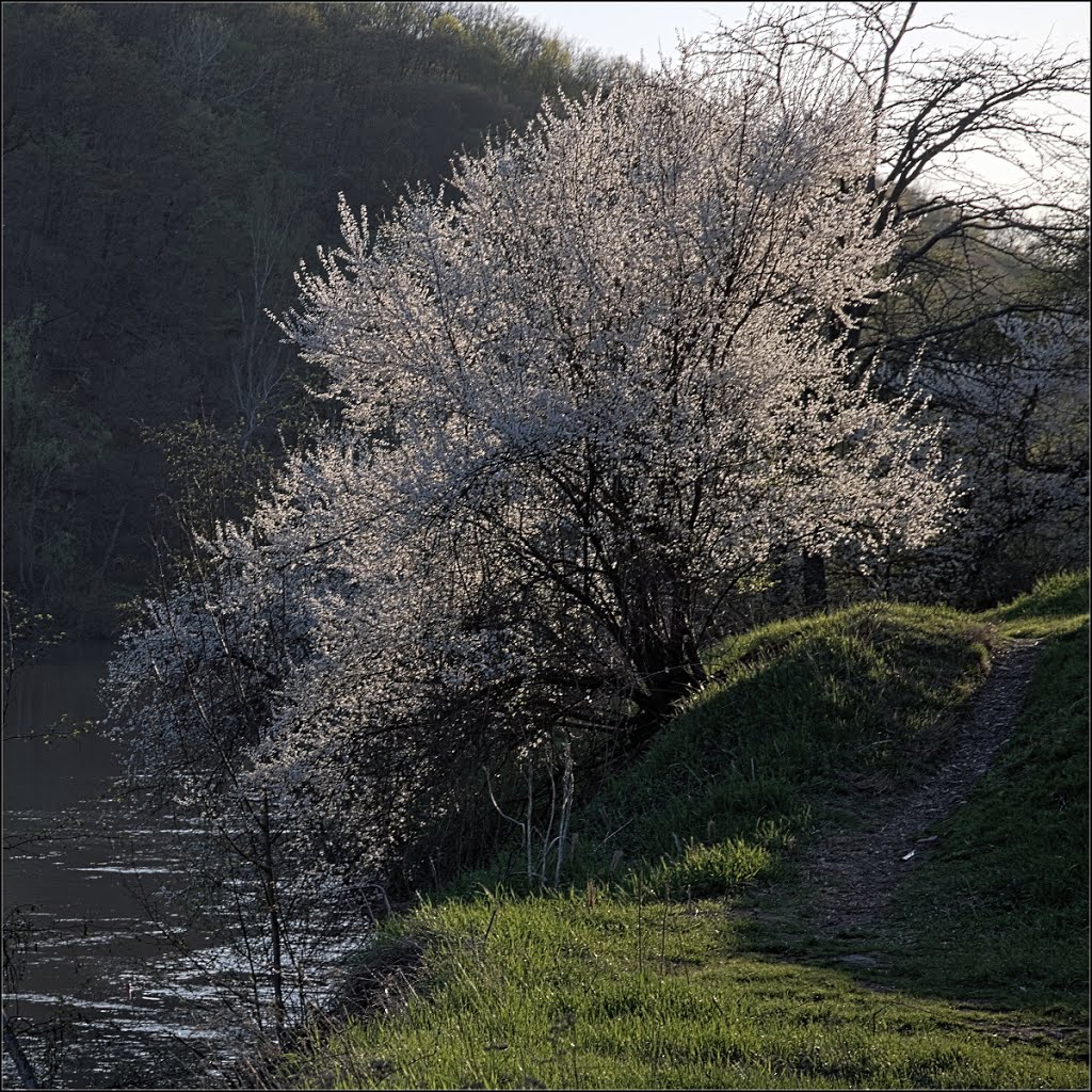 Evening over White river - Вечер над Белой
