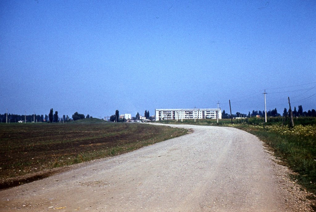 Лесовозная дорога.1983г.