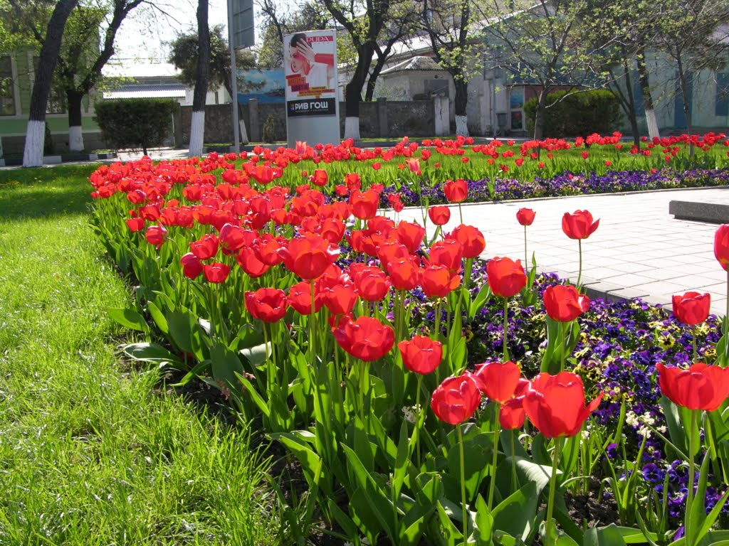 Tulips