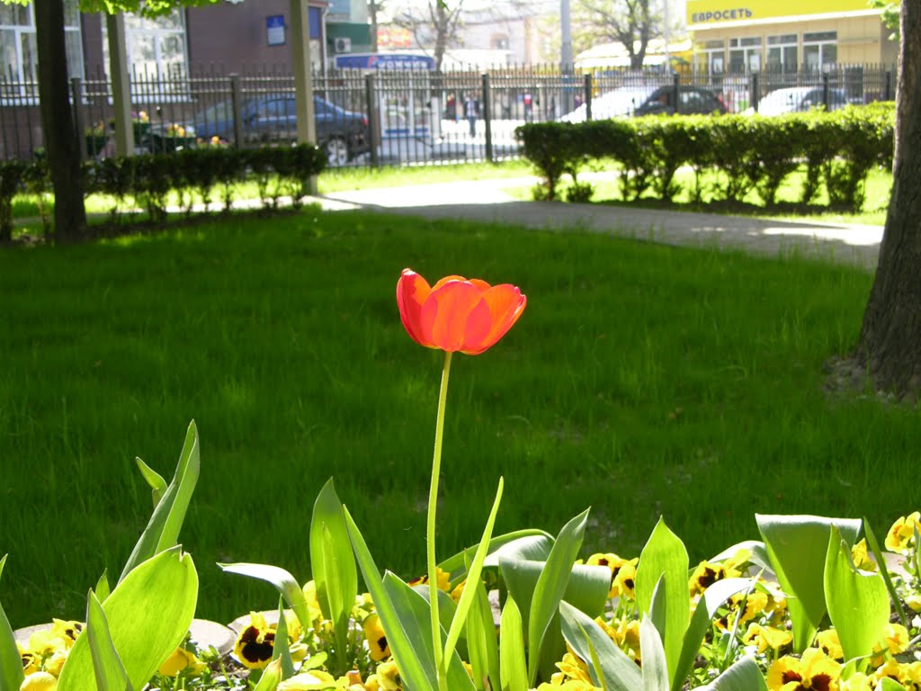 Tulip