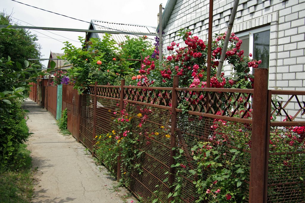 Тихая улочка