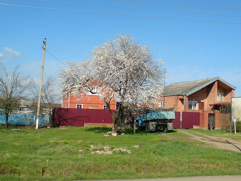 весна