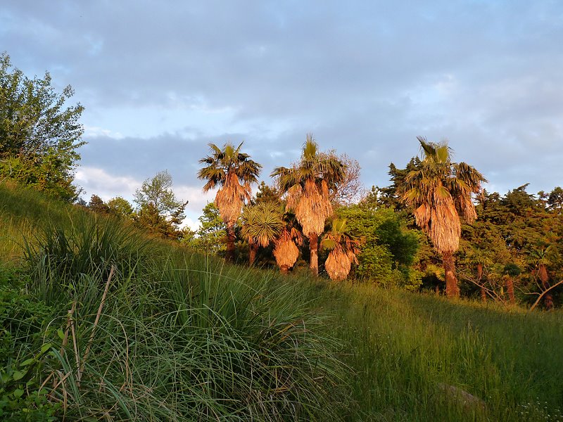 Пальмы. Palm trees.