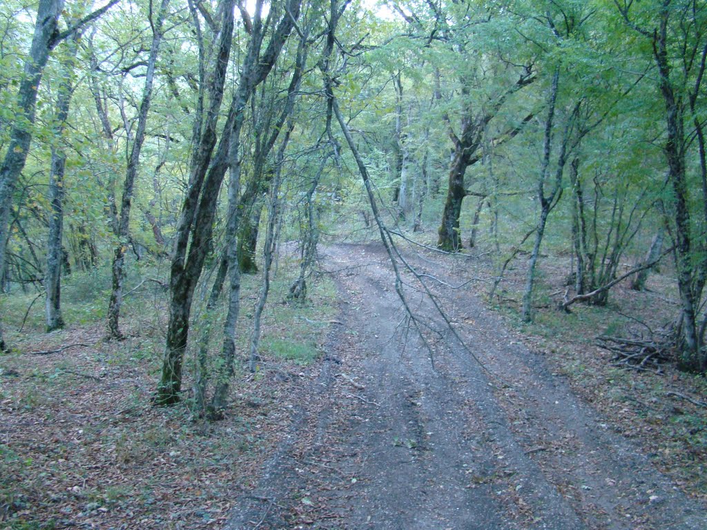 Лес