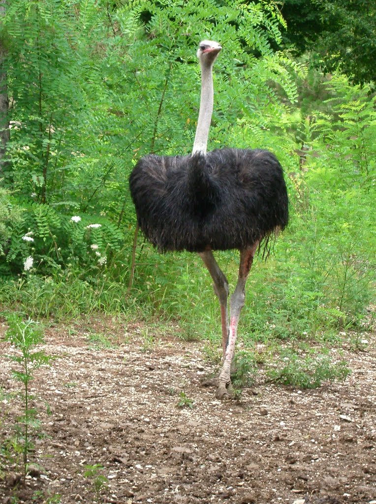 Ostrich / Страус