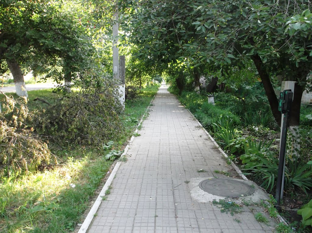 Зелёная дорожка